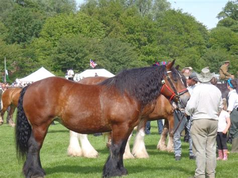 Ardennes 🐴 Horse - Facts and Information - VioVet