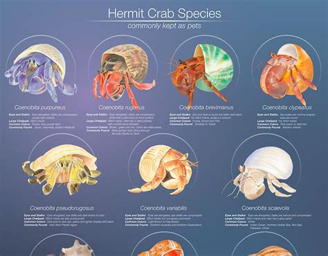 How to give your hermit crab a bath 9 steps with pictures – Artofit