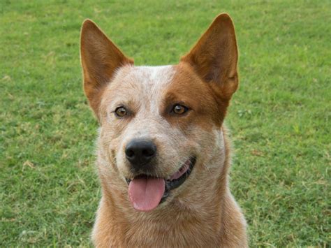 Australian Cattle Dog Breed Pictures and Information | FallinPets