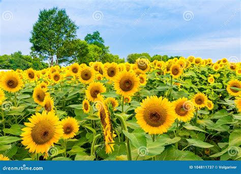 Sunflowers Field, Summer Flowers Landscape. Stock Image - Image of ...