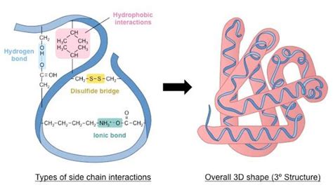 What are the 4 levels of Protein Structure?