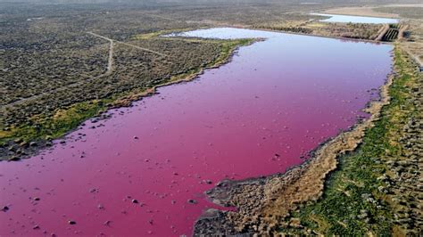 Pollution Turns Argentina Lake Bright Pink