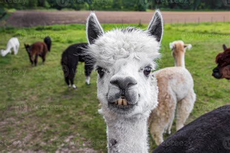 Funny Looking Alpacas