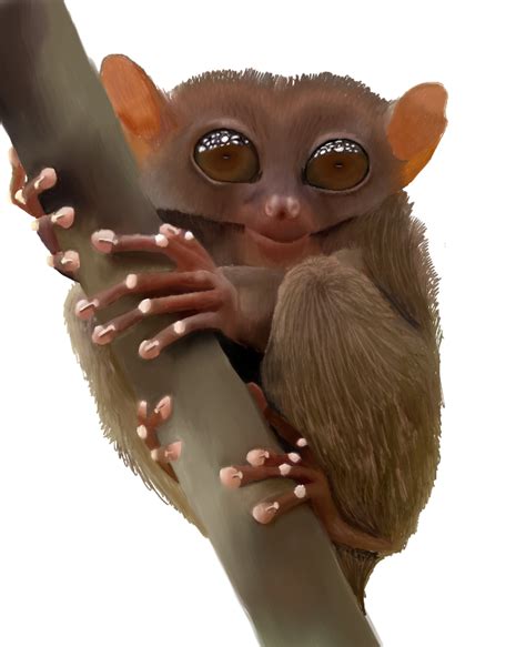 Tarsier by Beaken on DeviantArt