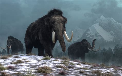 Last of the Woolly Mammoths Died in 'Catastrophic' Event on Wrangel ...