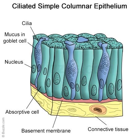 Simple Columnar Epithelium: A Labeled Diagram and Functions