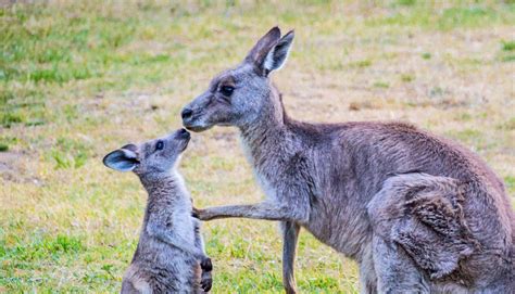 Why young kangaroos should hang out with mom - Futurity