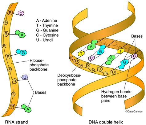 DNA & RNA Structure | | Carlson Stock Art