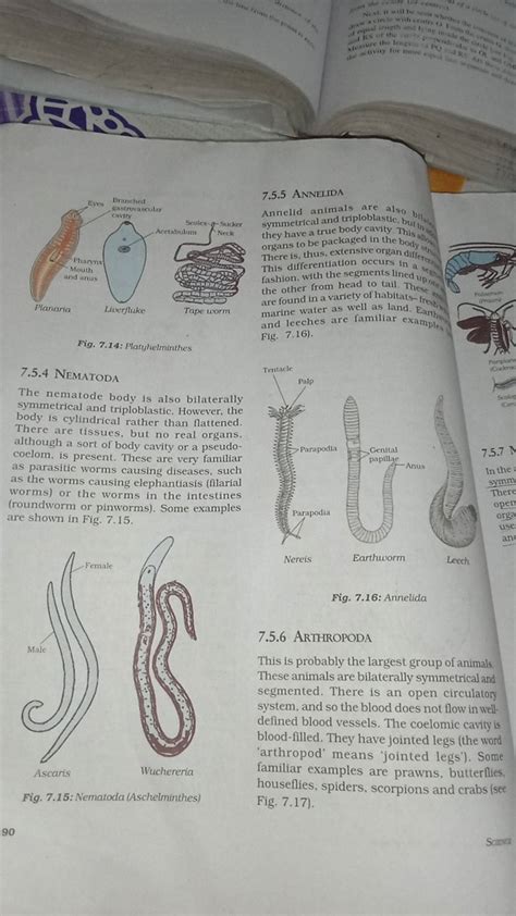 90 Planaria Pharynx Mouth and anus Male Eyes Ascaris Branched gastrovascu..