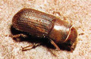 Bark beetle | Tree-killing, Wood-boring, Pest | Britannica