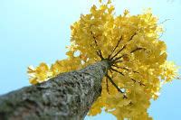 Standard Ginkgo Tree Seeds at Best Price in Pampore | Chenab Industries