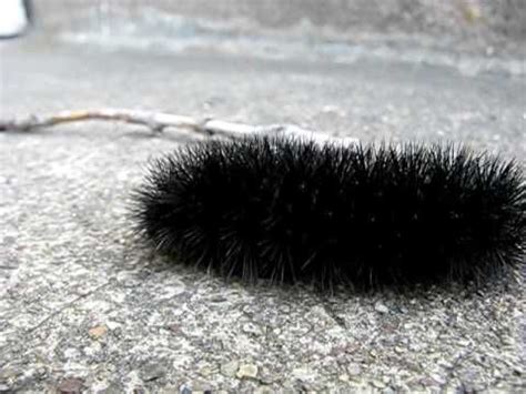 Mr. Fuzzy Caterpillar! | Fuzzy caterpillar, Black fuzzy caterpillar ...