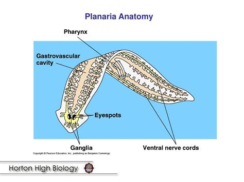 Planaria Anatomy - Anatomy Reading Source