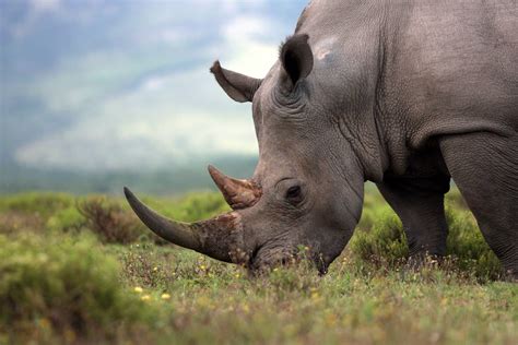 World Rhino Day – A closer look at rhinoceros wildlife trafficking ...