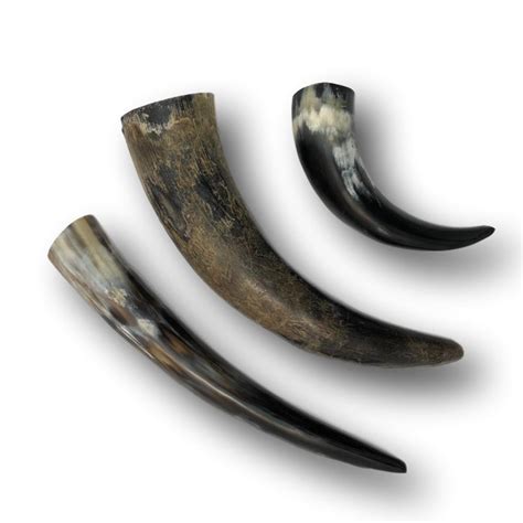 Genuine Water Buffalo Horns - Natural or Polished | Leather Unlimited