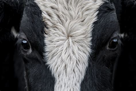 Cow Face Close Up Stock Photo - Download Image Now - iStock