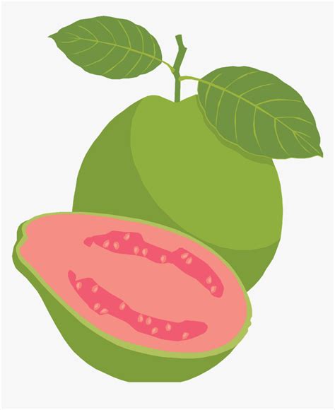 Guava Png - Guava Fruit Clipart Png, Transparent Png - kindpng