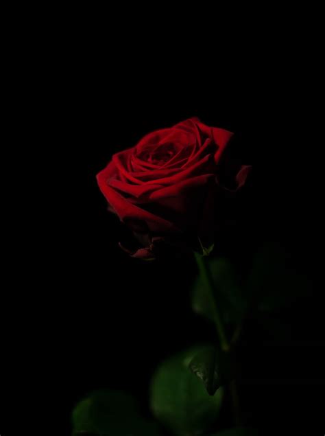 Red Rose With Black Background Hd