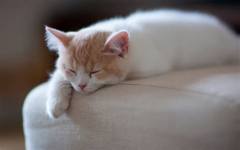 Sleeping Cat Wallpaper - Wallpaper, High Definition, High Quality ...