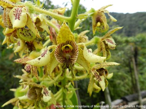 Birding and Wildlife Watching: Tropical rainforest Orchids