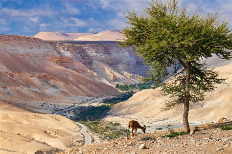 Negev Desert Travel Guide - What to do in Negev Desert - Tourist Journey