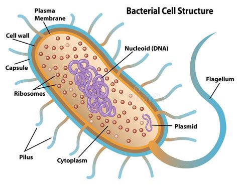 Bacterial Cell Diagram No Labels