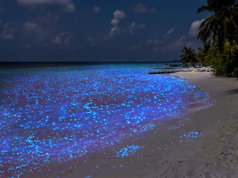 'Redhan lun'; The iridescent tale of star filled beaches in Maldives