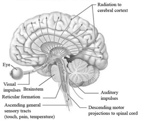 Reticular Formation Function & Location | What Is the Reticular ...