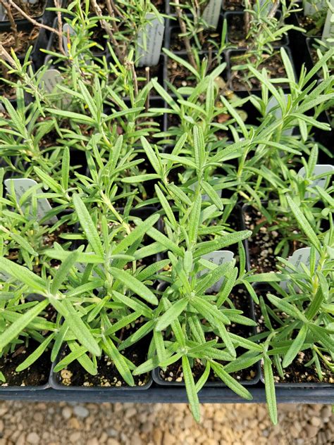 Rosmarinus officinalis 'Arp' ARP ROSEMARY Live Plant | Etsy