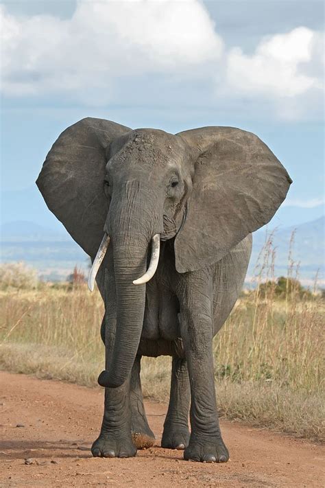 Elefante – Wikipédia, a enciclopédia livre | African bush elephant ...