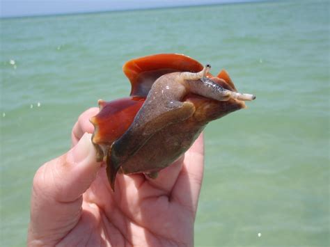 conch | Fighting Conch | Fighting conch, Florida, Conch snail