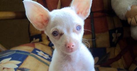 These 16 Albino Dogs Prove That You Don’t Need Color To Be Beautiful ...