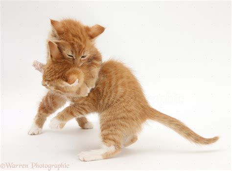 Ginger kittens play-fighting photo WP27975