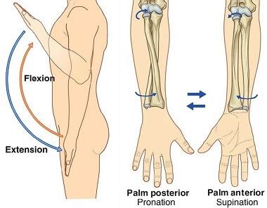 Elbow Range Of Motion: How To Measure & Improve Elbow Movement