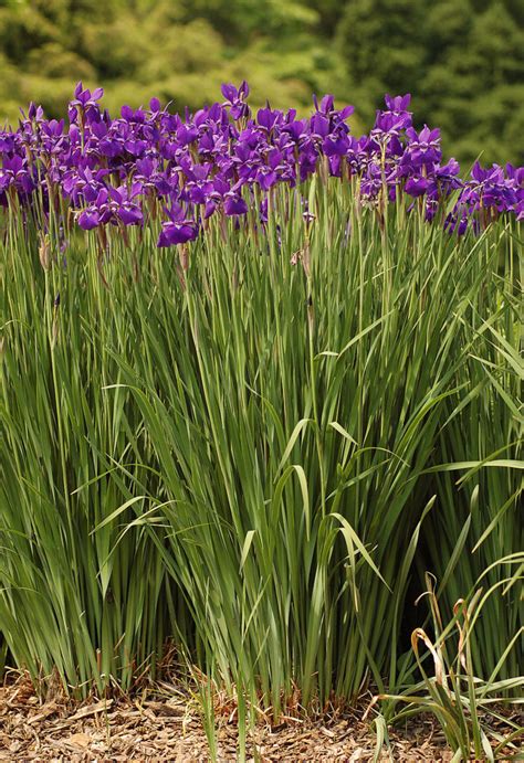 How to Grow Siberian Iris - HubPages