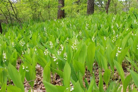 Is Lily Of The Valley Invasive - Information On Planting Lily Of The ...