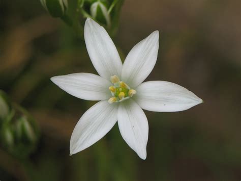 STAR OF BETHLEHEM FLOWER