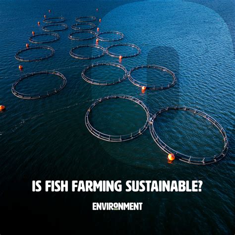 Is Fish Farming Sustainable? - Environment Co