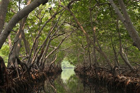 Mangrove Habitat Profile