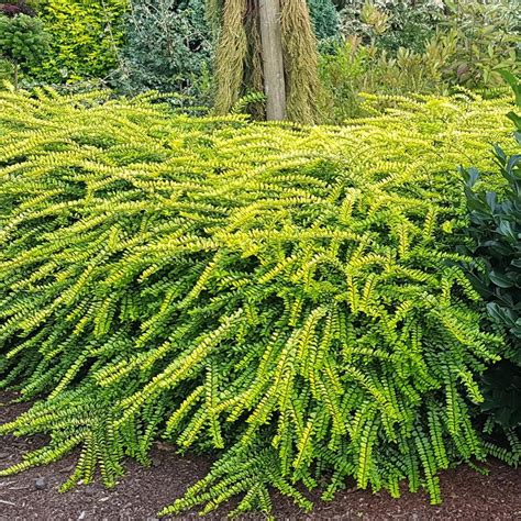 Lonicera nitida Thunderbolt™ ('Golden Glow') (PP26598) from NVK Nurseries