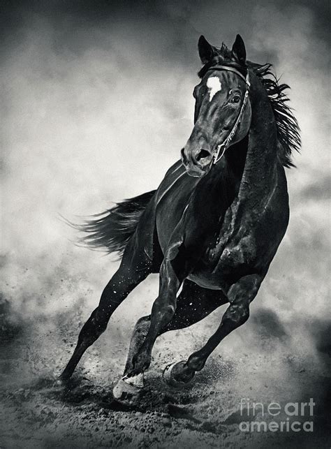 Black Horse Running Wild Black and White Photograph by Dimitar Hristov ...