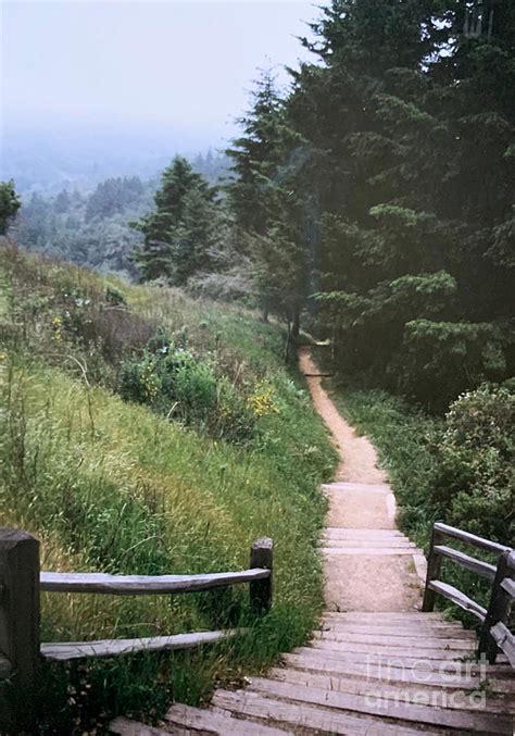 Muir Woods Hiking Trail, Golden Gate National Recreation Area, Marin ...