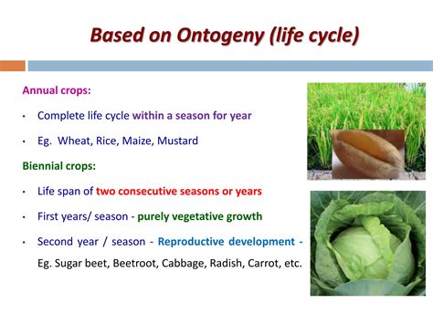 Agronomic Crops Classification - Agriculture | PPT | Free Download