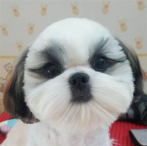 89 best Shih Tzu Hair Styles images on Pinterest | Shih tzus, Fluffy ...