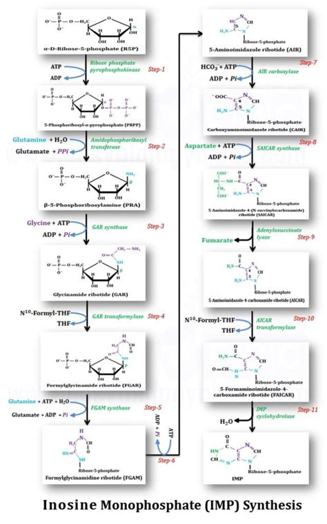 Purine & Pyrimidine Synthesis (de-novo) | EasyBiologyClass