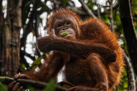 Where To See Orangutans in Borneo: The Best Places For Wild Orangutans ...