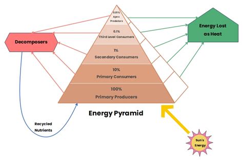 What is an Energy Pyramid Diagram | EdrawMax Online