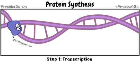 The Amoeba Sisters — Ain’t no party like a protein synthesis party...