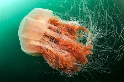 Cyanea capillata (Lion's Mane Jellyfish) | Melena de leon, Melenas