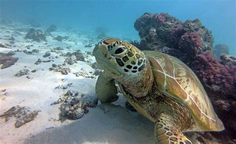 Sea Turtle Snorkeling | Moorea Ocean Adventures